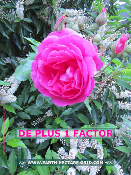 DE PLUS 1 FACTOR